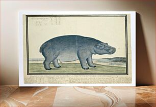 Πίνακας, Hippopotamus amphibius capensis (Hippopotamus) (ca.1777) by Robert Jacob Gordon