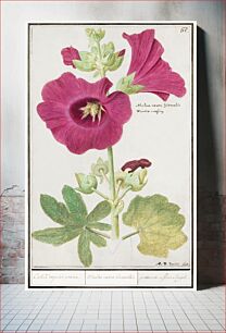 Πίνακας, Hollyhock, Alcea rosea (1596–1610) by Anselmus Boëtius de Boodt