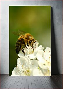 Πίνακας, Honeybee on Blossom Honeybee on Blossom