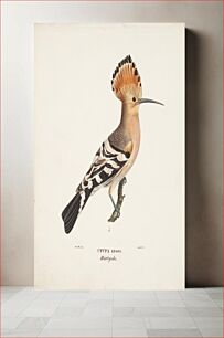 Πίνακας, Hoopoe, 1829, Magnus Von Wright