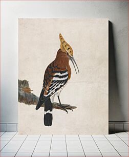 Πίνακας, Hoopoe: Common Hoopoe