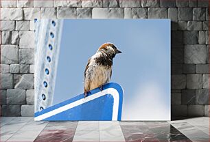 Πίνακας, House Sparrow on a Sign Σπίτι σπουργίτι σε ένα σημάδι