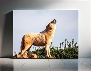 Πίνακας, Howling Wolf Λύκος που ουρλιάζει