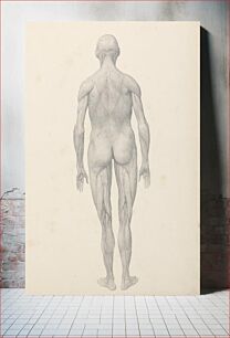 Πίνακας, Human Figure, Posterior View, Partially Dissected (Finished Study for Table XII) by George Stubbs