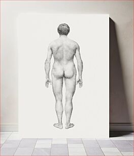 Πίνακας, Human Figure, Posterior View, Undissected (Finished Study for Table VII), (1795–1806) by George Stubbs