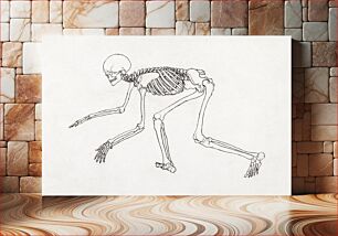 Πίνακας, Human Skeleton, Lateral View (1795–1806) by George Stubbs