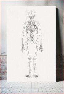 Πίνακας, Human Skeleton, Posterior View (1795 –1806) by George Stubbs