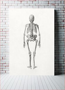 Πίνακας, Human Skeleton, Posterior View (Finished Study for Table II), (1795–1806) by George Stubbs