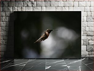 Πίνακας, Hummingbird in Flight Κολίμπρι σε πτήση