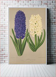 Πίνακας, Hyacinths, S.B. King of the BLues and S.W. Madame Van Der Hoop, Plate 79 from A. C. Van Eeden's "Flora of Haarlem"