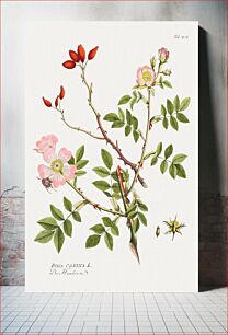 Πίνακας, Icones Plantarum Medicinalium: Dog Rose (ca. 1788–1812) by Joseph Jacob Plenck