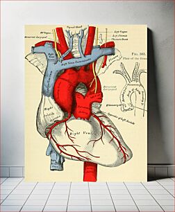 Πίνακας, Identifier: anatomydescripti1887gray (find matches)Title: Anatomy, descriptive and surgicalYear: 1887 (1880s)Authors: Gray, Henry, 1825-1861 Pick, T