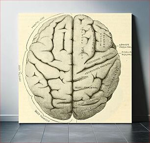 Πίνακας, Identifier: anatomydescripti1897gray (find matches)Title: Anatomy, descriptive and surgicalYear: 1897 (1890s)Authors: Gray, Henry, 1825-1861 Carter, H