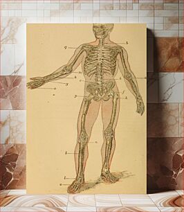 Πίνακας, Identifier: humanbodybeginne00mart (find matches)Title: The human body