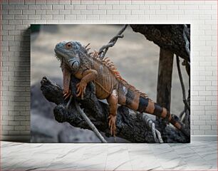 Πίνακας, Iguana on a Tree Branch Ιγκουάνα σε κλαδί δέντρου