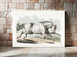 Πίνακας, Illustration of a white horse running from Sporting Sketches (1817-1818) by Henry Alken (1784-1851)