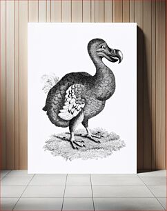 Πίνακας, Illustration of Dodo from Zoological lectures delivered at the Royal institution in the years 1806-7 by George Shaw (1751-1813). O