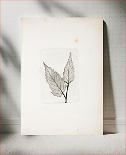 Πίνακας, Imprint of leaves by Peter Larsen Kyhl