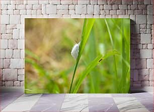 Πίνακας, Insect on Grass Blade Έντομο στο Grass Blade