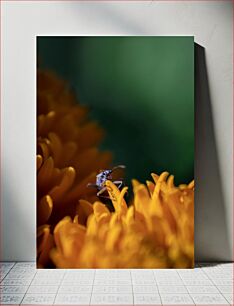 Πίνακας, Insect on Marigold Έντομο στον κατιφέ