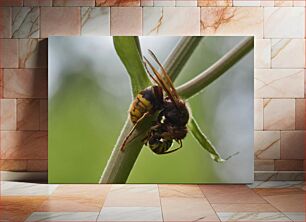 Πίνακας, Insect on Plant Έντομο σε φυτό