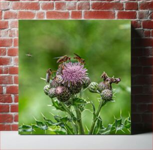 Πίνακας, Insects on a Thistle Έντομα σε γαϊδουράγκαθο