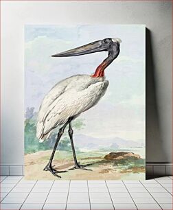 Πίνακας, Jabiru (1770) by Aert Schouman