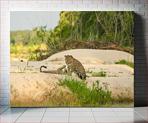 Πίνακας, Jaguars in the Wilderness Jaguars in the Wilderness