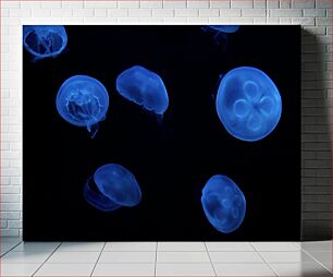 Πίνακας, Jellyfish in the Dark Μέδουσες στο σκοτάδι