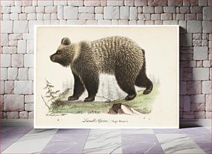 Πίνακας, Juvenile bear, male, illustration for tidskrift för jägare och naturforskare (no. 4/1832), 1832, Wilhelm von Wright