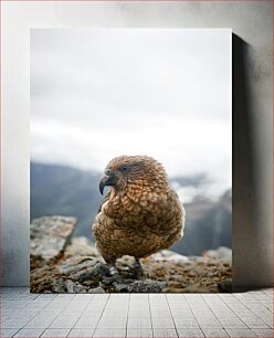 Πίνακας, Kea Bird in the Wild Kea Bird in the Wild