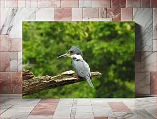 Πίνακας, Kingfisher on a Branch Αλκυόνα σε κλαδί