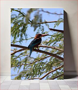 Πίνακας, Kingfisher on a Branch Αλκυόνα σε κλαδί