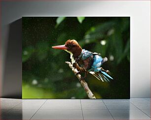 Πίνακας, Kingfisher Perched on Branch Αλκυόνη σκαρφαλωμένο στο κλαδί