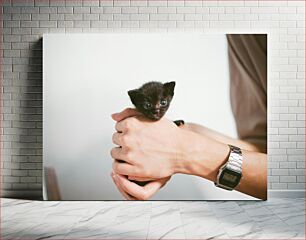 Πίνακας, Kitten in Hands Γατάκι στα χέρια