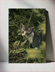 Πίνακας, Kitten in the Grass Γατάκι στο γρασίδι