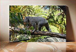 Πίνακας, Koala in the Forest Κοάλα στο Δάσος