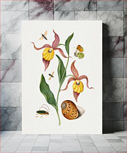 Πίνακας, Lady's slipper orchid, tiphiid wasp, Orange Tip, soldier fly, longhorned beetle and shell from the Natural History Cabinet of Anna Blackburne (1768) by