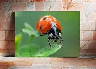 Πίνακας, Ladybug on a Leaf Πασχαλίτσα σε φύλλο