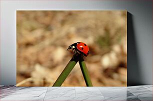 Πίνακας, Ladybug on a Leaf Πασχαλίτσα σε φύλλο