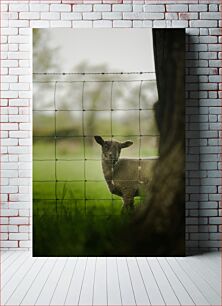 Πίνακας, Lamb Behind a Fence Αρνί πίσω από φράχτη