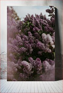 Πίνακας, Lavender Blooms Ανθίζει Λεβάντα