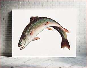 Πίνακας, Leaping Brook Trout chromolithograph (1874) by Samuel Kilbourne