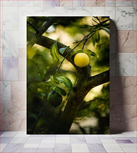 Πίνακας, Lemons on a Tree Λεμόνια σε ένα δέντρο