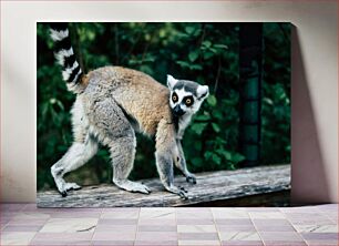 Πίνακας, Lemur in Nature Λεμούριος στη φύση