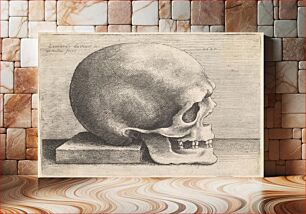 Πίνακας, Leonardo da Vinci's Skull in profile to right (1645)