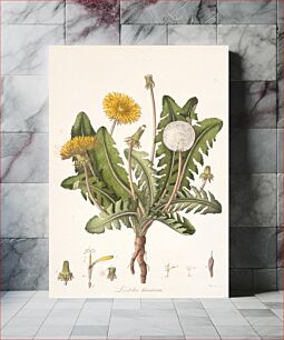 Πίνακας, Leontoden Taraxacum from Flora Londinensis