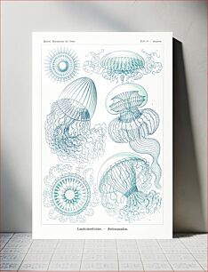 Πίνακας, Leptomedusae–Faltenquallen from Kunstformen der Natur (1904) by Ernst Haeckel