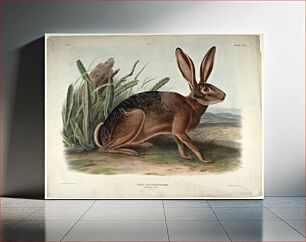 Πίνακας, Lepus Californicus, Gray., Smithsonian National Museum of African Art