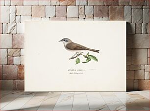 Πίνακας, Lesser whitethroat, 1829, Wilhelm von Wright